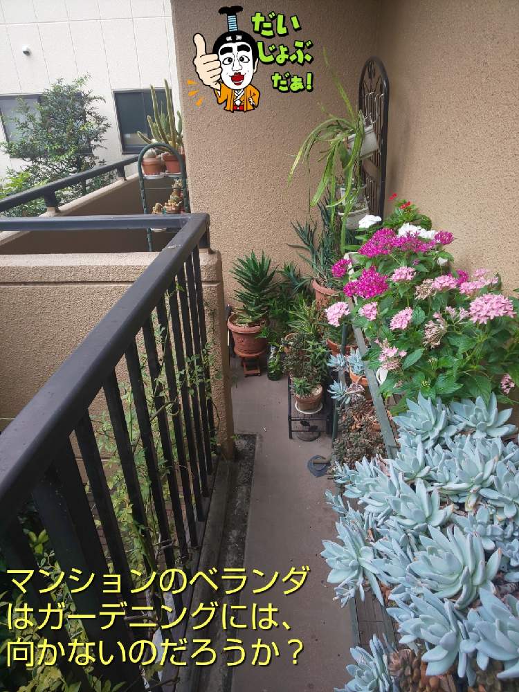 バルコニー/ベランダの画像 by チョウさんさん | バルコニー/ベランダとwow!!!と何でやねん!と勝手気ままにベランダ~とGS映えとGS日和と恋をしましょう!とおうち園芸と植中毒とHappyな気分と食わず嫌い?とタニラーと何となく幸せ!と元気に育ててますよと珍奇植物と花とジジイ!と花のある暮らしとGREEN UP!とバルコニスト