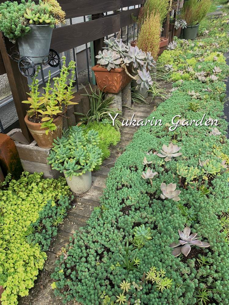 の画像 by ゆかりんさん | セダム属と乙女心☆と多肉植物と 朧月と多肉地植えとわが家の多肉スペースと多肉畑と多肉女子と火祭り♡と草抜きと多肉寄せ植え