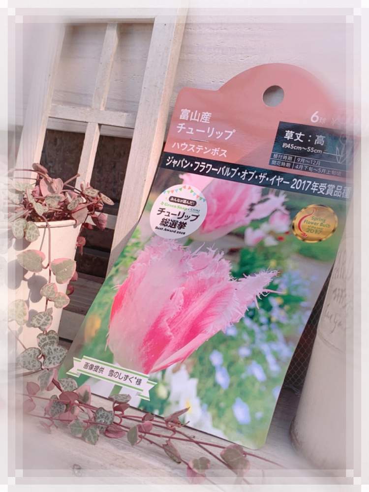 の画像 by 雪のしずく*さん | ハートカズラ斑入り《レディハート》と多肉植物初心者と多肉植物と素敵便とハートカズラ斑入りと斑入り好き♡とレディハート❤と多肉植物とサボテンと感謝カンゲキ雨嵐としずく′s pink flowerとGSコラボとHappiness☆とバリエガータ好き♡と自己大満足♡とありがと〜❤
