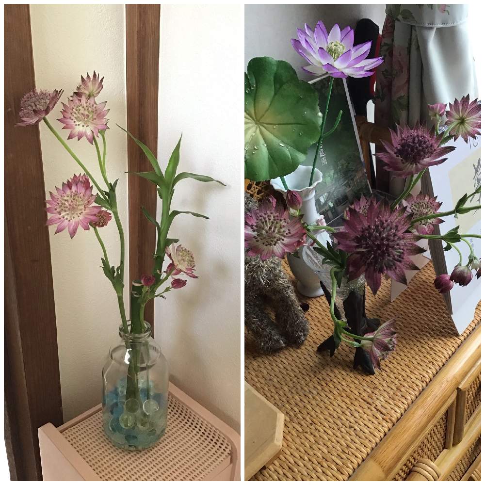 部屋の画像 by しなもんさん | 部屋とハスの造花とミリオンバンブーとアストランティアとアストランティア