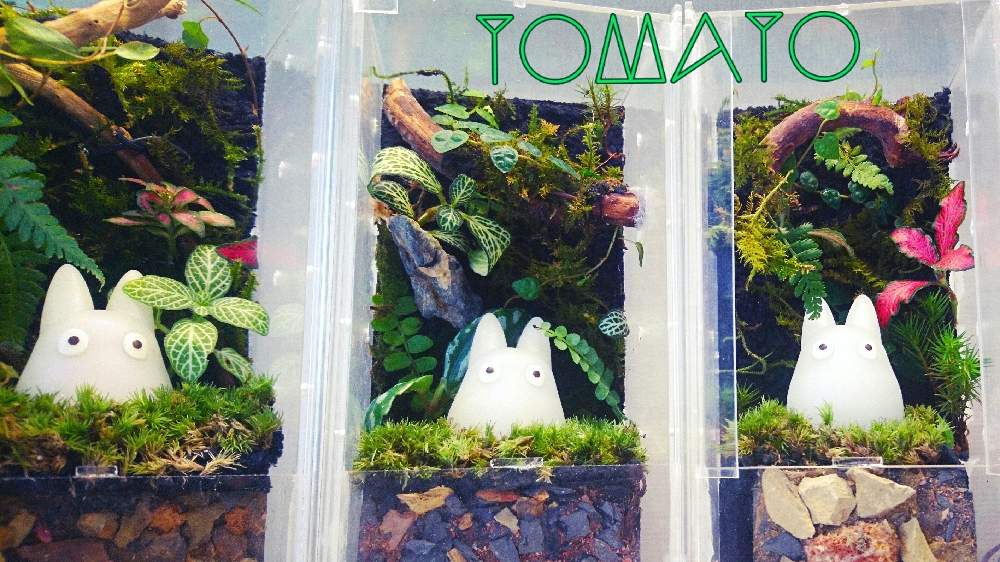 部屋の画像 by とまと食べたいさん | 部屋とよせ植えと苔リウムと私の小さな世界と小型パルダリウムとテラリウムとジブリウムと毎月16日はトトロの日と苔(こけ)とジャングル化計画と小さな世界とアーバンジャングルと照明と植物と流木アレンジとジブリとトトロと部屋の中と流木と雑貨とインテリア雑貨とインテリアグリーン