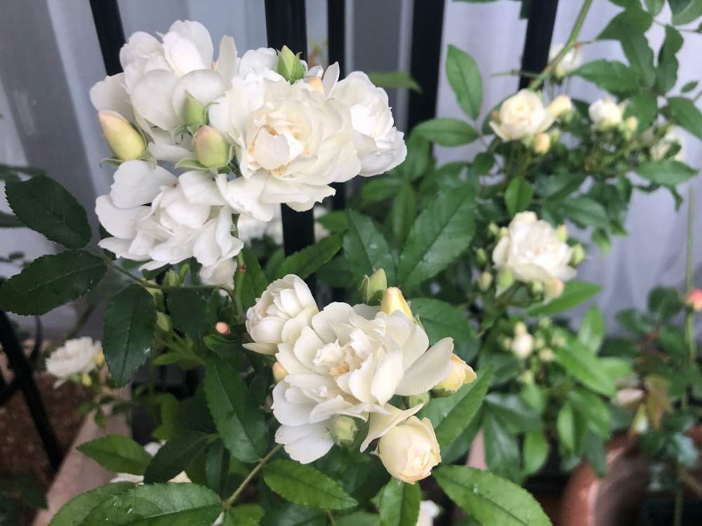 バルコニー/ベランダの画像 by guriguraさん | バルコニー/ベランダと白木香薔薇(モッコウバラ)とピューレッツアと大規模修繕準備と頑張って育ってねと初心者と大規模修繕工事と薔薇のアーチとベランダガーデニングとみどりのまとめ 大規模修繕と白木香薔薇とイングリッシュガーデンに憧れてと憩いの場所と小さな幸せ♡とマンションベランダとオベリスクのバラ達と大規模改修工事