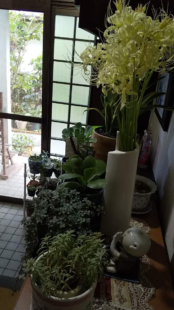 玄関の画像 by harumamaさん | 玄関とばーばのガーデニングと多肉植物のある暮らしとリコリスの花と花のある暮らしといやし♪と台風避難