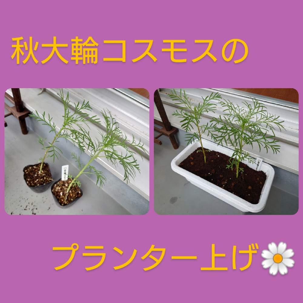 バルコニー/ベランダの画像 by T♡Aさん | バルコニー/ベランダと愛情込めてと暑さ和らぐとプランター上げとおうち時間と好きな香りと成長と秋の香りと花いろいろと新たな試み