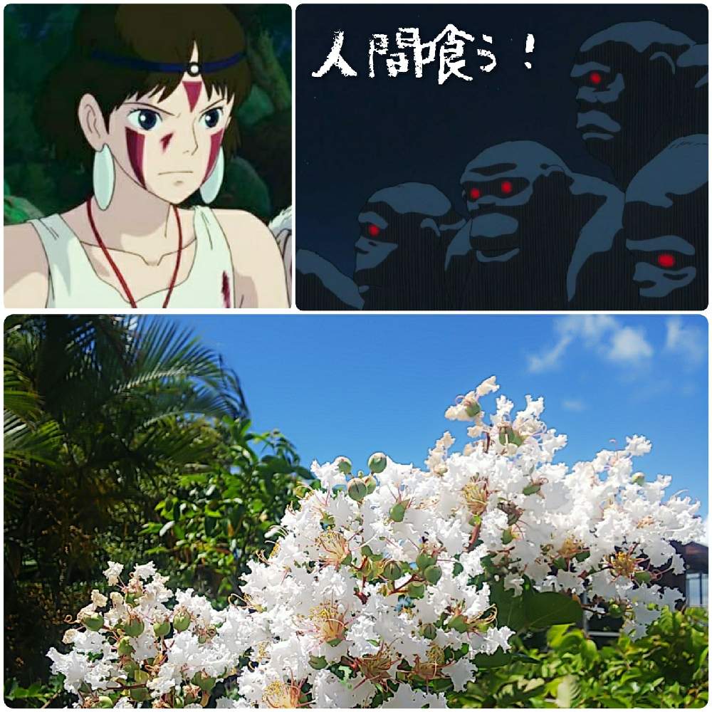 畑の画像 by あしたか彦さん | 畑とサルスベリとショウジョウとサンとジブリと沖縄県名護市とヤンバルと沖縄と今日のお花ともののけ姫と陽月農園内