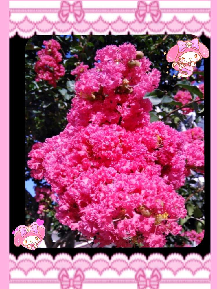 の画像 by ミ〜❣️さん | サルスベリと百日紅(サルスベリ)ともふもふと☆横浜☆ Love ☆とプチサプライズとお顔がこんにちはと明日はいい日になるとビタミン Fと❤️いいね、ありがとうと愉快な仲間達♡とチーム☆YOKOHAMA☆と花のある暮らしとGS皆様ありがとうとマイメロとMy diary☆とトールペイントと木曜モフモフ