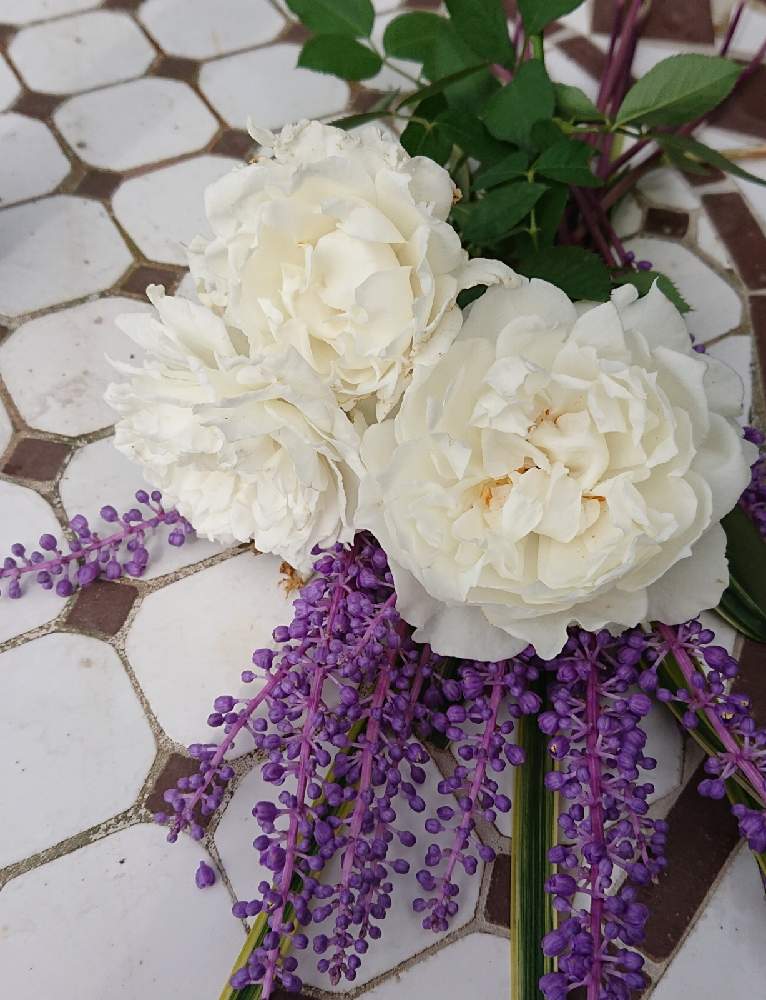 小さな庭の画像 by YUMIKOさん | 小さな庭と私の癒し♡とシューラネージュ薔薇といい香り❤と薔薇愛同盟と花が好き❤とわれら17年組とおうち園芸とお花に癒されてと植中毒ときれいだな♡と2021 YUMIKO薔薇と花のある暮らしと大好き♡︎ʾʾとヤブランの花とかわいいな♡といい色♡と香りの薔薇