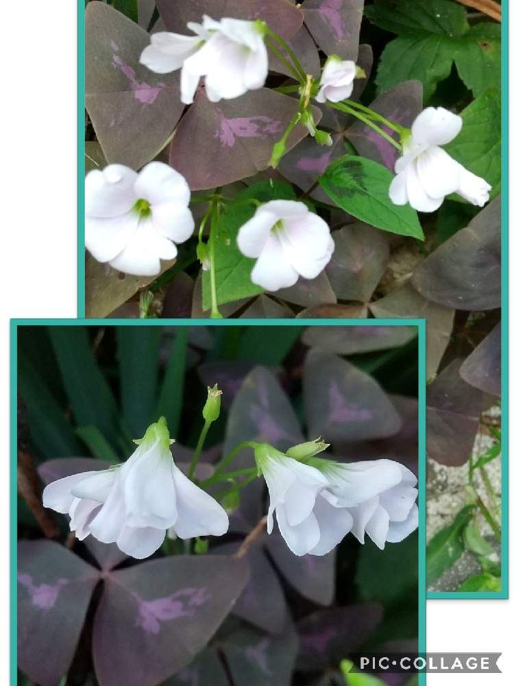 の画像 by はてはぁなさん | オキザリス・トライアングラリスとオキザリス・トリアングラリスといい感じ♡とmy gardenとおもしろいとチーム岐阜と地植え