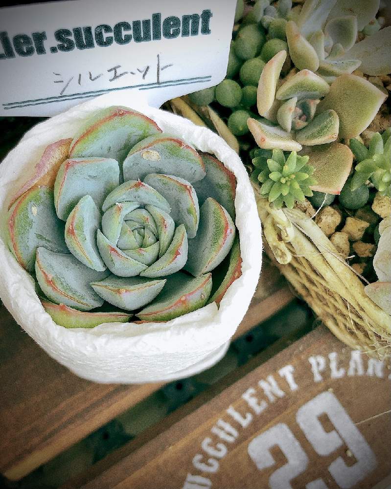 バルコニー/ベランダの画像 by REI015さん | バルコニー/ベランダと多肉植物と花と緑のある暮らしと多肉大好きと寄せ植えとリエール苗と多肉植物寄せ植えと多肉植物のある暮らしと緑のある暮らしと多肉女子とシルエットとタニラーとガーデニングと花のある暮らしとリメイク缶と多肉寄せ植えと葉挿しと多肉初心者とリメイク鉢