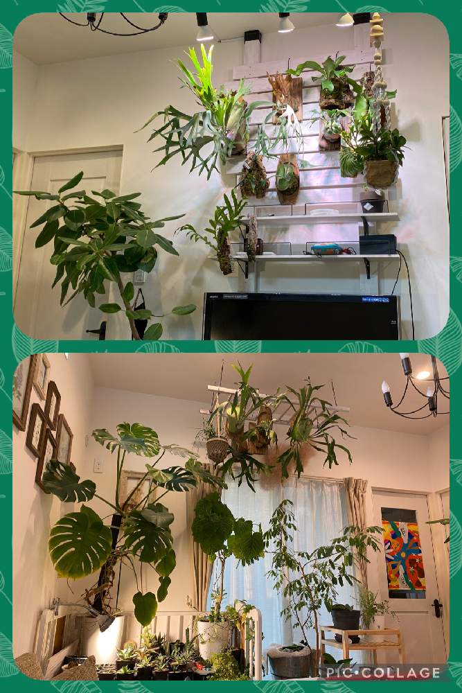 部屋の画像 by hajimenさん | 部屋と植物男子とヒヤミカチ首里城!とタネ撒く人とひやみかち日本!とおうち園芸と植中毒とチーム愛知
