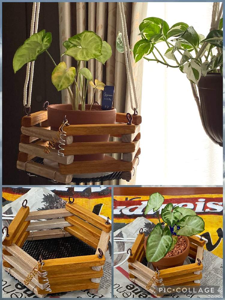 部屋の画像 by *☆ステラ☆*さん | 部屋とポトス・エンジョイとDIY初チャレ中とシンゴニウムと観葉植物と植物のある暮らしと初心者と癒しと感謝とおうち園芸とコロナに負けるな!とDIYウルトラ初心者と園芸初心者とDわいわーい!と室内管理