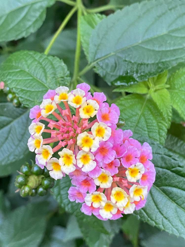 の画像 by キリン♡♡さん | 医療従事者の方々へエールをとGSの繋がりに感謝♡と植物のある暮らしと小さな幸せ❤とピンク❤︎ピンクとちっちゃいものクラブとランタナ七変化。と可愛い花びら