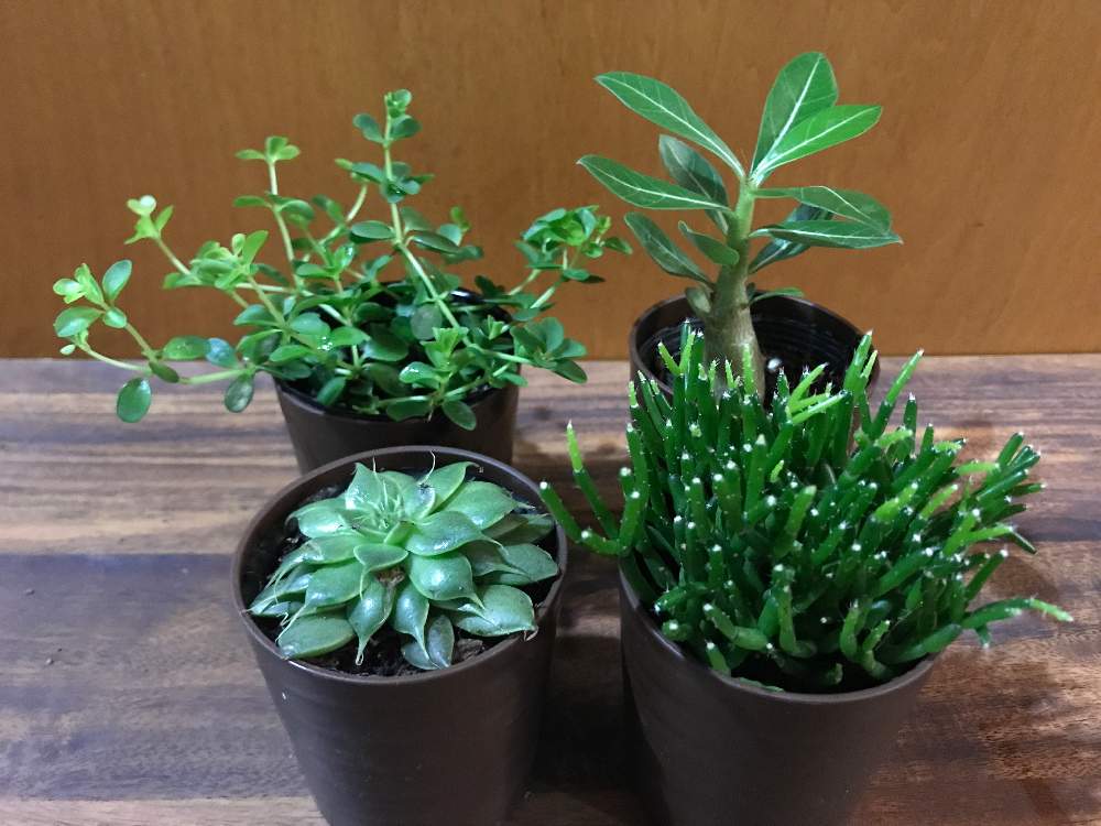 部屋の画像 by 100kin_plantsさん | 部屋とアデニウムとシルバースターと名前を教えて!と名前を教えて!と多肉植物とアデニウム属とみどりのある暮らしと観葉植物とダイソーサボテンと100均とダイソー多肉とダイソーと100均多肉とおうち園芸と相談と砂漠の薔薇 アデニウムと多肉植物とサボテンとガーデニング初心者とリプサリス属と100均観葉植物と観葉植物のある暮らしと元気に育ててますよとダイソー産