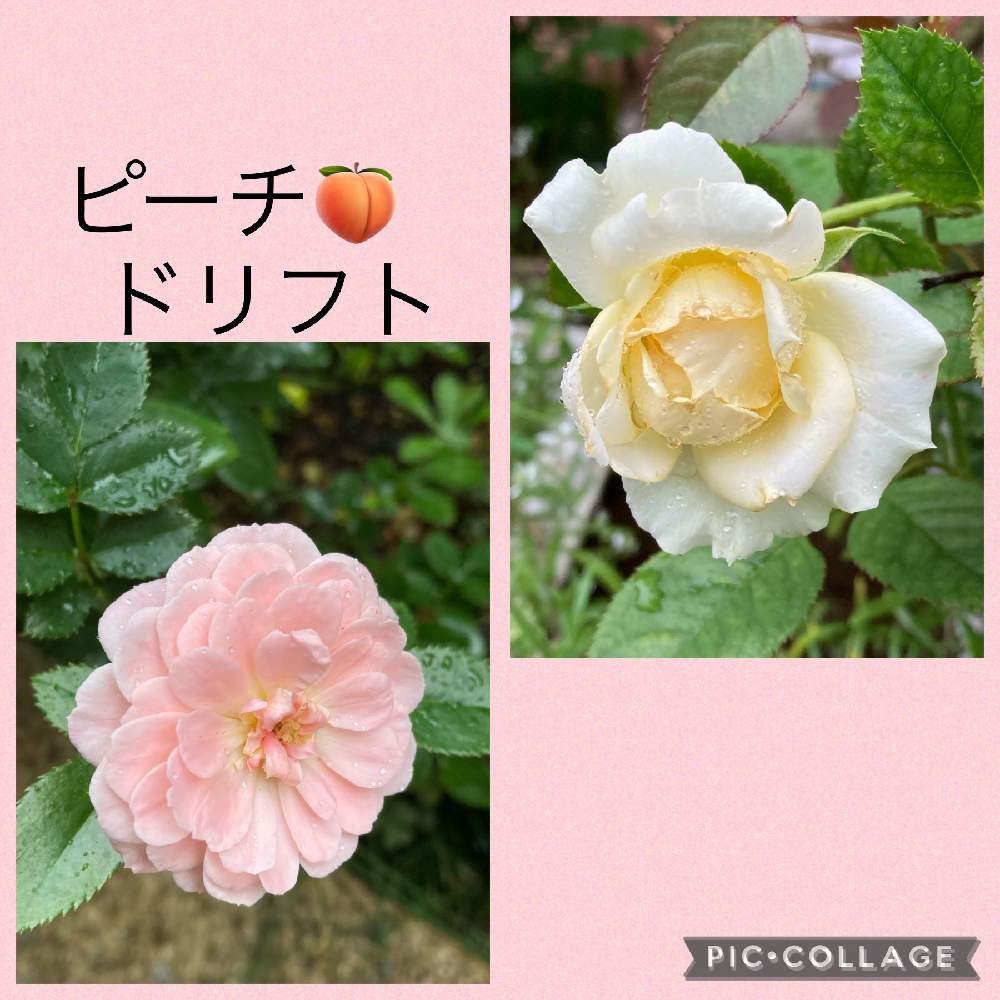 の画像 by やっちゃんさん | 庭のお花とキュンキュン乙女倶楽部ともんもんチャン♡見守り隊とおうち園芸とバラと夢CLUBと金曜ローズショーとキュンキュン乙女倶楽部No.279と花いろいろとイーオンナ美人の日と花のある暮らしとチーム・ブルーNo.036とiPhone撮影