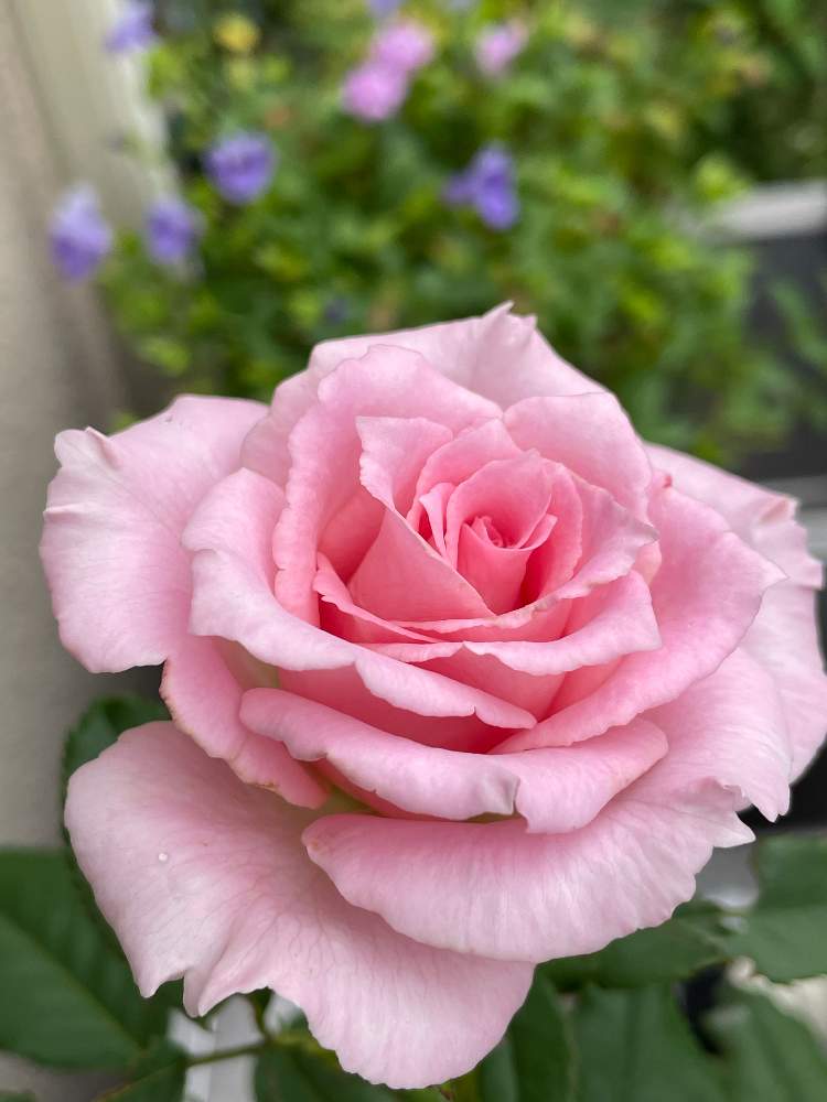 小さな庭の画像 by hiro-151e.さん | 小さな庭とティファニーとスマホ撮影とばら バラ 薔薇と一坪ガーデンに詰め込んでとおうち園芸とおきにいりとお庭の植物とうちの美人さんと花のある暮らしと好きなものいっぱいとバラ愛同盟とモリモリの狭小ガーデン