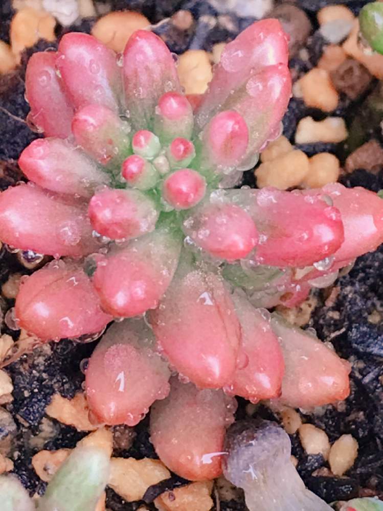 の画像 by チェスさん | オーロラとセダム属と多肉植物と多肉大好きと寄せ植えとわが家の多肉スペースと多肉・オーロラとおうち園芸と多肉女子と多肉寄せ植え