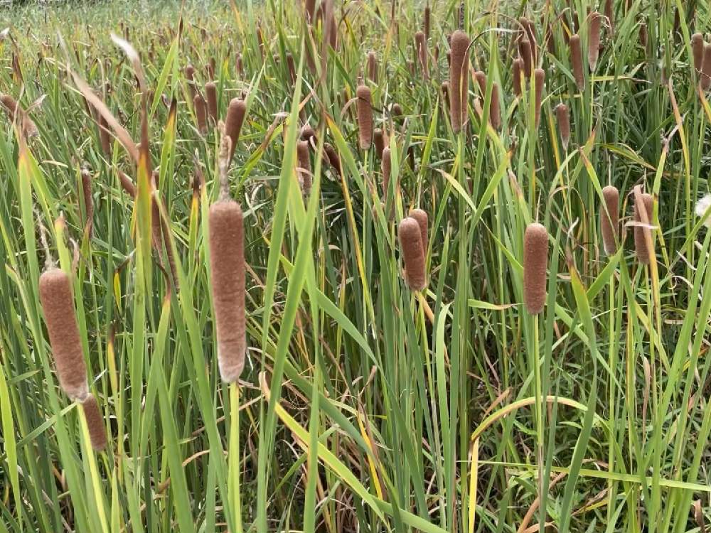 お出かけ先の画像 by ミントとアンナさん | お出かけ先とガマの穂と多肉植物と観葉植物と多肉の寄せ植えと多肉大好きと家庭菜園と寄せ植えとおうち園芸と野菜畑❕と多肉 箱庭