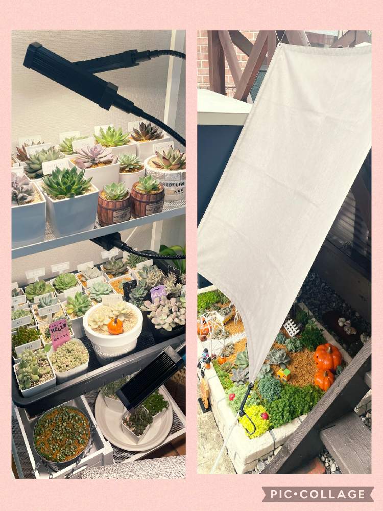 小さな庭の画像 by ともりんさん | 小さな庭と多肉植物と多肉地植えと多肉避難と多肉女子とタニラーとたにおたくらぶと多肉植物好きと多肉初心者