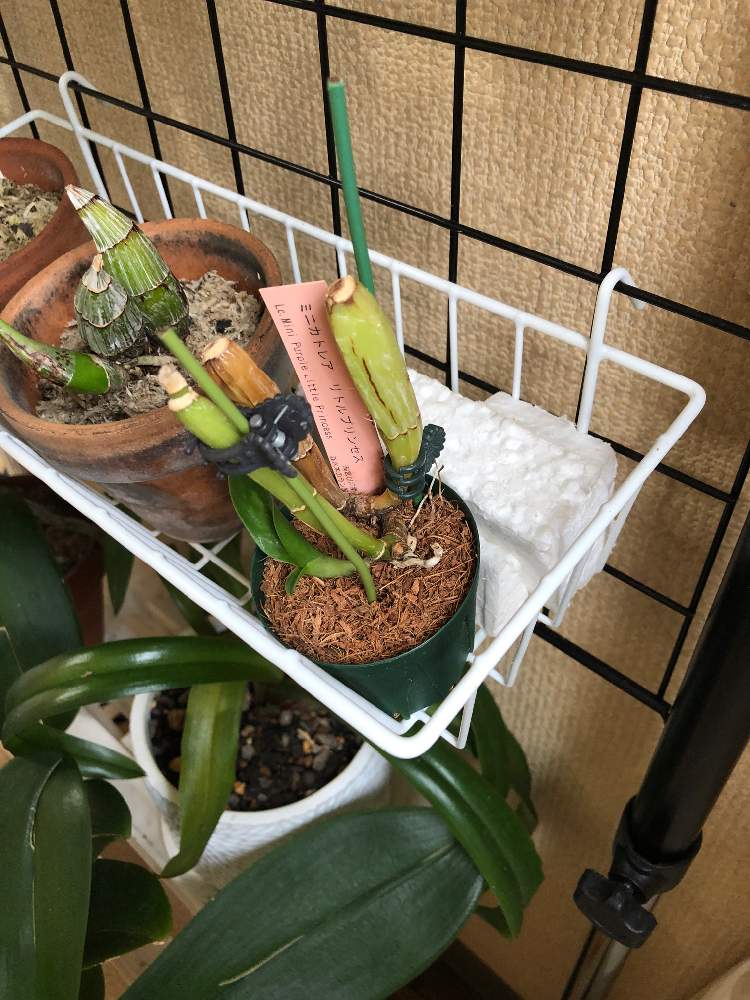 部屋の画像 by 蘭ニックさん | 部屋とミニカトレアリトルプリンセスと窓辺の植物とおうち園芸と緑のある暮らしと仕切り直しと緑の初心者と蘭の世界と洋蘭チャレンジと花のある暮らしと西洋蘭と洋蘭復活株