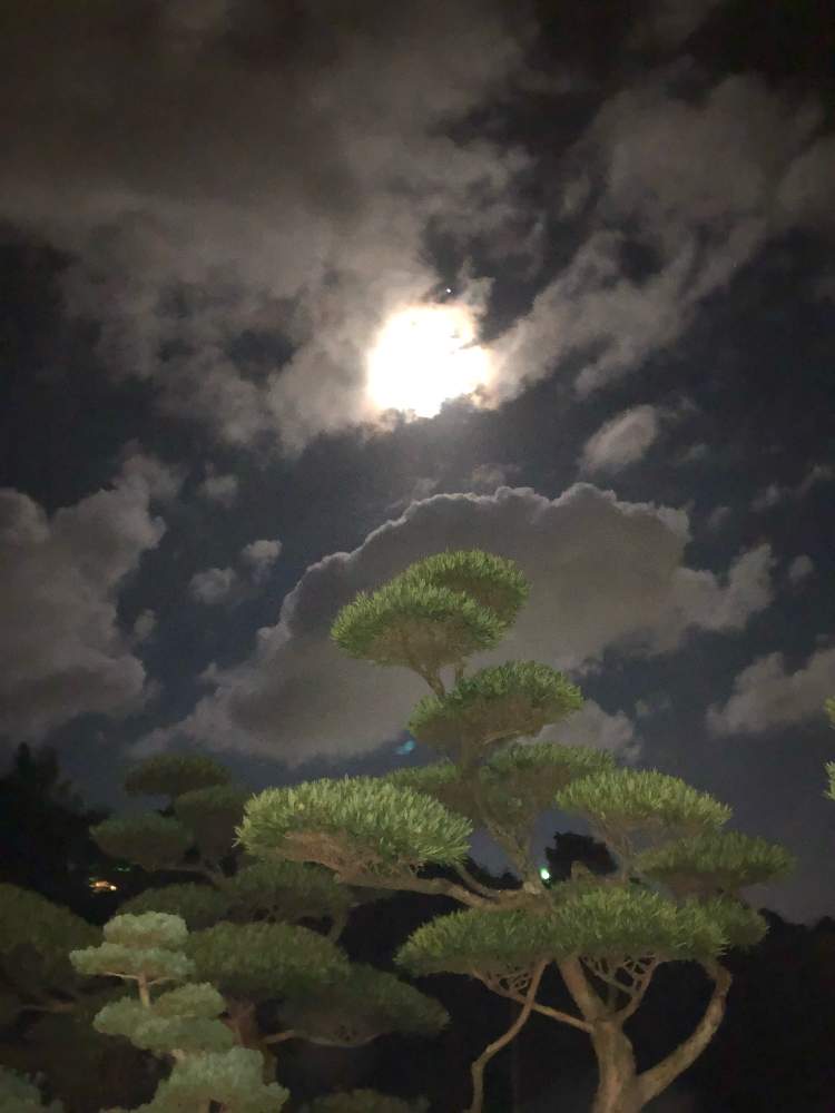 の画像 by *mokonatsu*.*さん | 月夜と花のある暮らしとお花のある生活と自然観察とお花好きと綺麗な月と繋がりに感謝✨