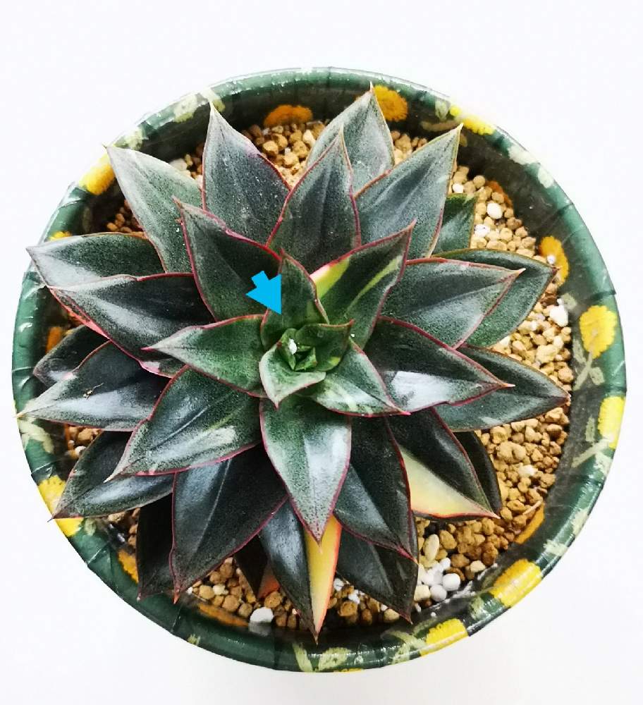 バルコニー/ベランダの画像 by eyeさん | バルコニー/ベランダと⚠️閲覧注意⚠️とEcheveria 'Monocerotis' f.variegataとモノケロティス錦とモノケロティス錦!と☆eye☆錦と麒麟座と☆eye☆エケベリア属とカイガラムシ駆除とベニカxファインスプレーと一角獣座と☆eye☆ま行と大和錦の交配種?と閲覧注意とエケベリア属とMonocerosとモノケロテス錦.と久居カクタスクラブと☆eye☆500と☆eye☆交配種と赤フチ同盟と⭐eye⭐リメ鉢と介殻虫とモノセロティス錦.