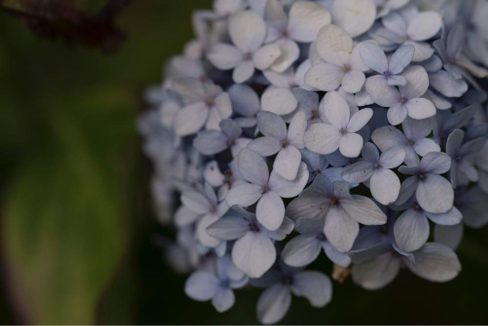 お出かけ先の画像 by satoさん | お出かけ先とあじさいとtamron90mmとnikond750と伏古公園と北海道と札幌とカメラ小僧クラブ