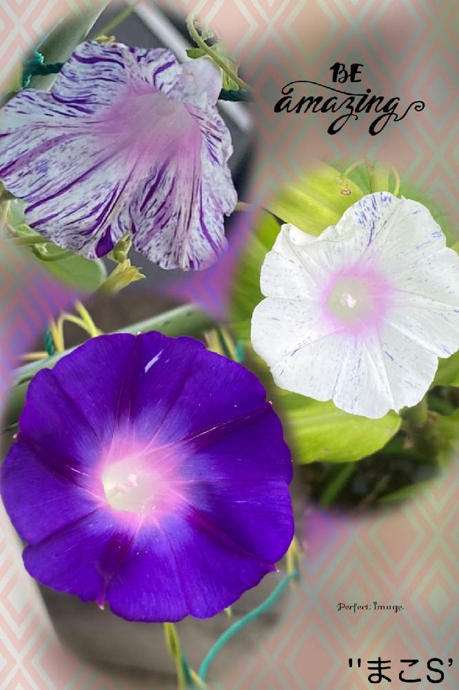 小さな庭の画像 by ''まこS''さん | 小さな庭と2019同期とワクワクの花たちとトリトンさん…元気な笑顔待ってますと今朝のアサガオとチームブルーNo.32とありがとう医療従事者の方々といつも心に太陽をとみんな負けないで!と陽はまた昇るどんな人の上にも!と明日はきっと良い日になると青い花マニアとチーム・ブルーと頑張ろう日本❣️