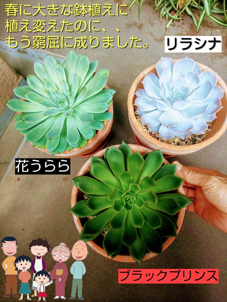 バルコニー/ベランダの画像 by チョウさんさん | バルコニー/ベランダとwow!!!と何でやねん!と勝手気ままにベランダ~とGS映えとGS日和と恋をしましょう!とおうち園芸と植中毒とHappyな気分と食わず嫌い?とタニラーと何となく幸せ!と元気に育ててますよと珍奇植物と花とジジイ!と花のある暮らしとGREEN UP!とバルコニスト