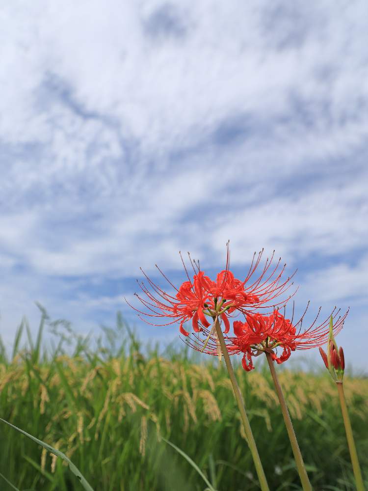 の画像 by takosyaさん | 彼岸花 曼珠沙華といねとCanon EOS R6と青空が好きとEF24-105mm F4L ISⅡ USMとファインダー越しの私の世界とcanonとI♡Kanagawaと赤い花とミラーレス一眼とカメラ好き☆とI♡Fujisawa
