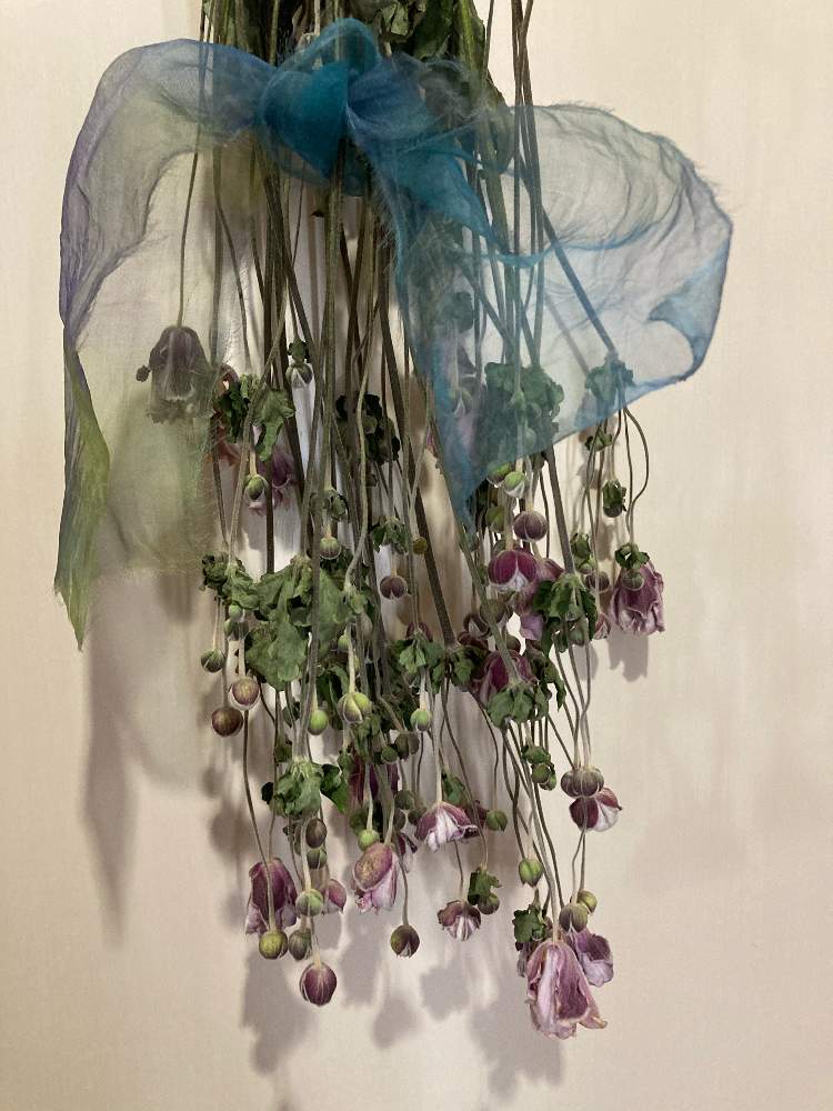 玄関の画像 by ももさん | 玄関とシュウメイギクと地元愛とピンクの花とI 9日はピンクの日と札幌は晴天とピンクワールドへ ようこそと花いろいろとやっぱりピンクが好きと北海道とドライフラワーになる