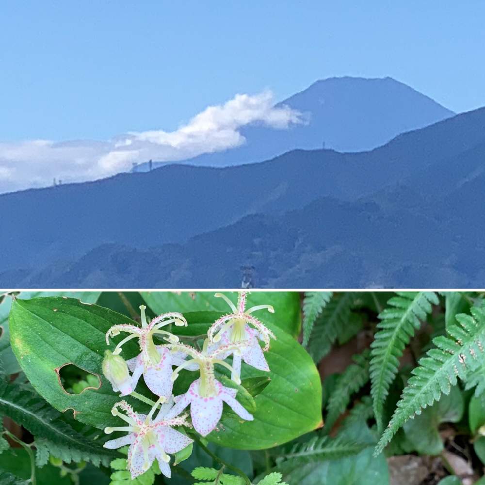 の画像 by べにししさん | タイワンホトトギス(台湾杜鵑)とありがとうの気持ちと植物のチカラと季節はめぐると植物のふしぎと見慣れた景色とみえないチカラと緑のなかの暮らしと次の季節へと夏から秋へ