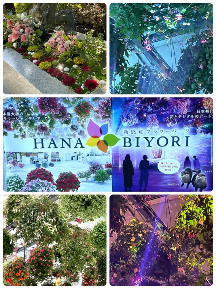 お出かけ先の画像 by サチコさん | お出かけ先と花手水と癒しの空間と素敵な空間と読売ランドHANABIYORIと可愛いとお花とフラワーシャンデリア