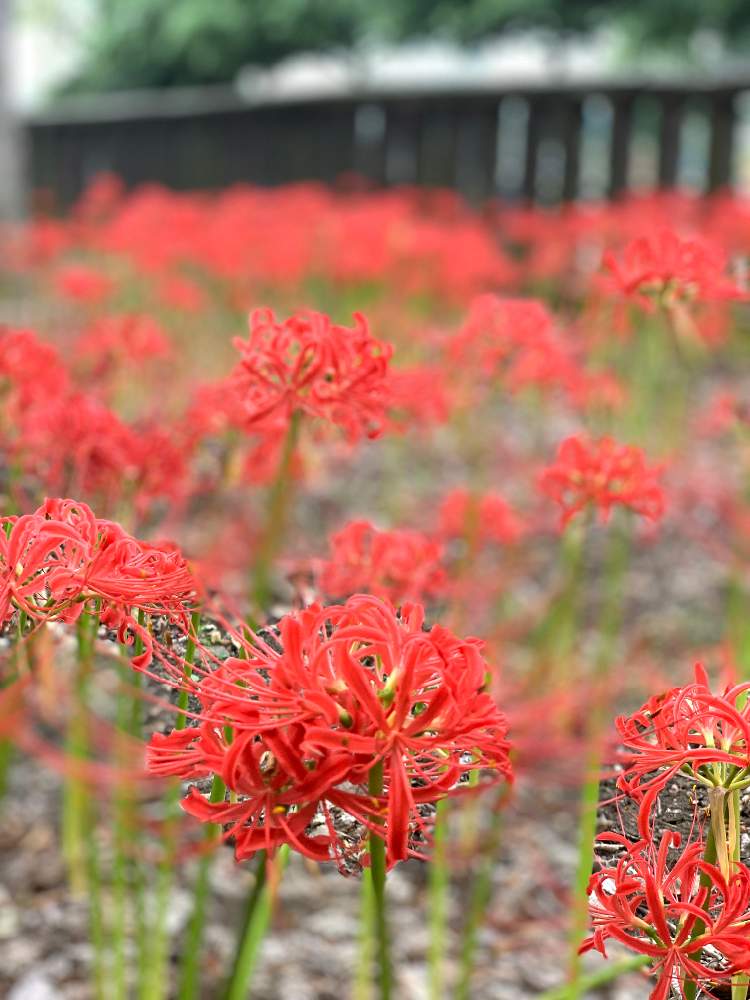 の画像 by 有限会社スリーフラワーさん | 彼岸花 曼珠沙華と本庄市と埼玉ンズ倶楽部と園芸店とGSのみなさんに感謝♡とヒガンバナ科と埼玉県と四季彩・色彩の綴りとTIさんと花のある暮らしとフラワーギフトとスリーフラワー