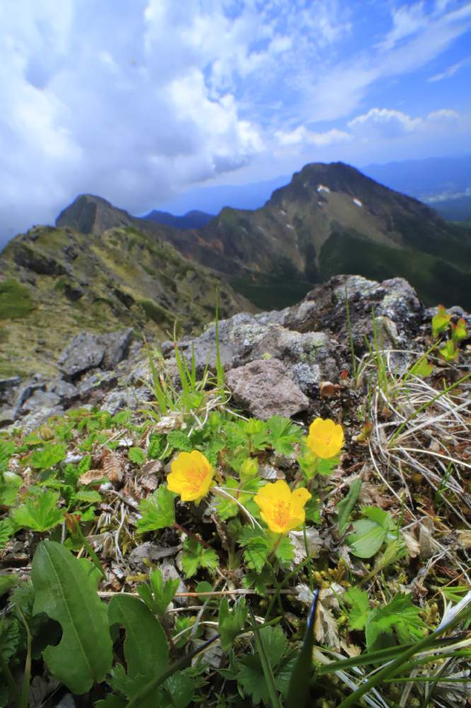 お出かけ先の画像 by mt_strawberryさん | お出かけ先とミヤマキンバイと山野草と高山植物♪と登山道と長野県とチーム長野と初夏のお花と登山と八ヶ岳