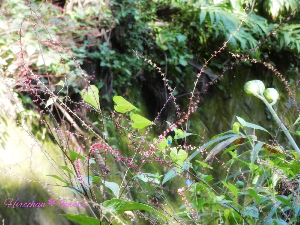 の画像 by Hirochan* flowersさん | 医療・介護の皆様に感謝とトリトンさん…元気な笑顔待ってますと青い小さな花マニアと青い花とJuneの会とコロナに負けるな!とツユクサ科とミズヒキ*と可愛いと青い花マニアと小さな花とチーム・ブルーとお花好きの人と繋がりたいとチーム・ブルーNo.102