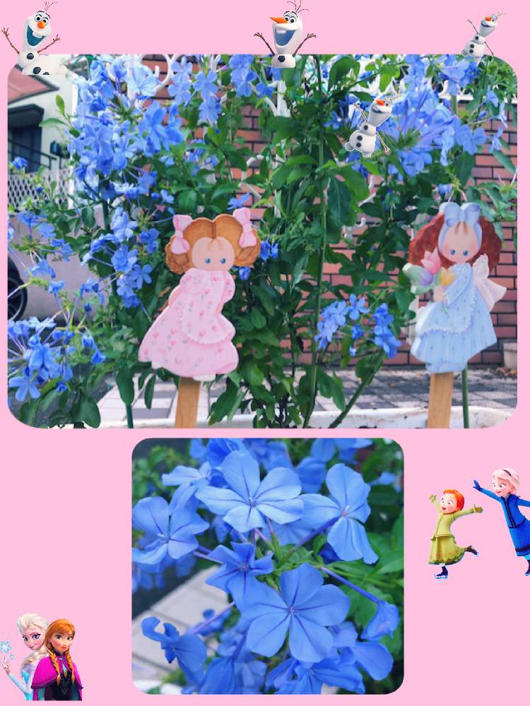 アプローチの画像 by ミ〜❣️さん | アプローチとルリマツリとかわいいちゃん( ´,,•ω•,,`)♡とアナと雪の女王と夢と希望と☆横浜☆ Love ☆とプチサプライズとお顔がこんにちはと明日はいい日になるとビタミン Fと❤️いいね、ありがとうと愉快な仲間達♡とチーム☆YOKOHAMA☆と花のある暮らしとGS皆様ありがとうとMy diary☆