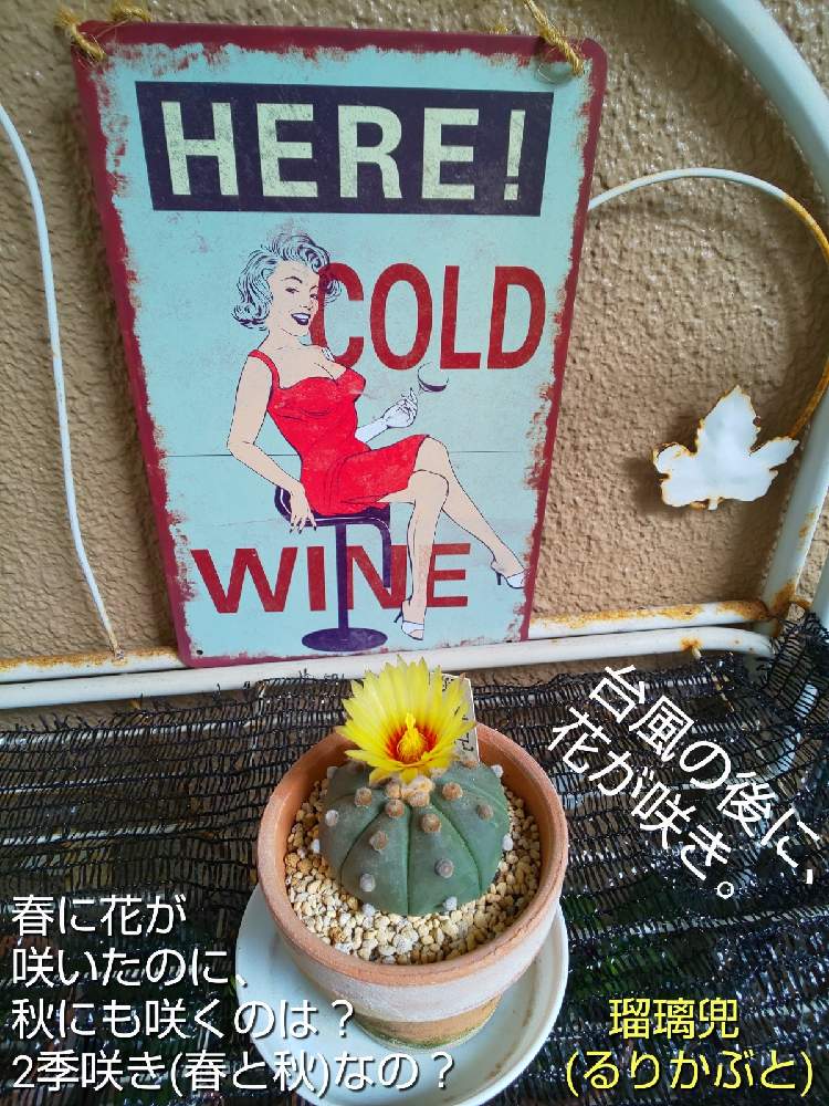 バルコニー/ベランダの画像 by チョウさんさん | バルコニー/ベランダとwow!!!と何でやねん!と勝手気ままにベランダ~とGS映えとGS日和と恋をしましょう!とおうち園芸と植中毒とHappyな気分と食わず嫌い?とタニラーと何となく幸せ!と元気に育ててますよと珍奇植物と花とジジイ!と花のある暮らしとGREEN UP!とバルコニスト