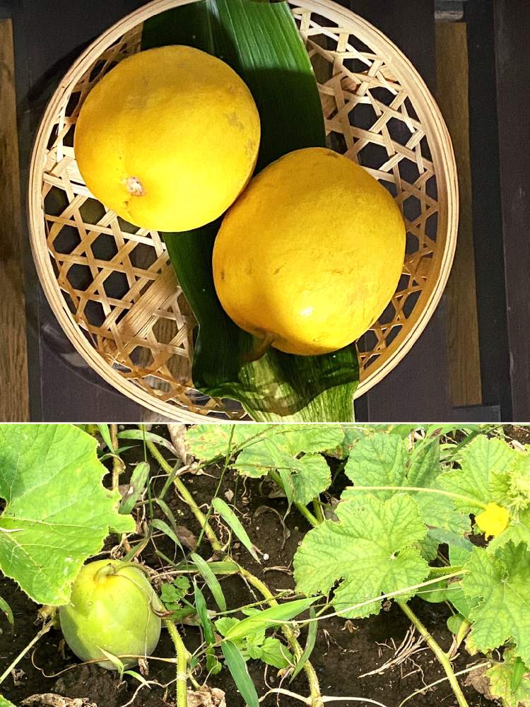 の画像 by レモングミさん | 超古民家と庭と里地里山とおうち園芸とI♡Chiba