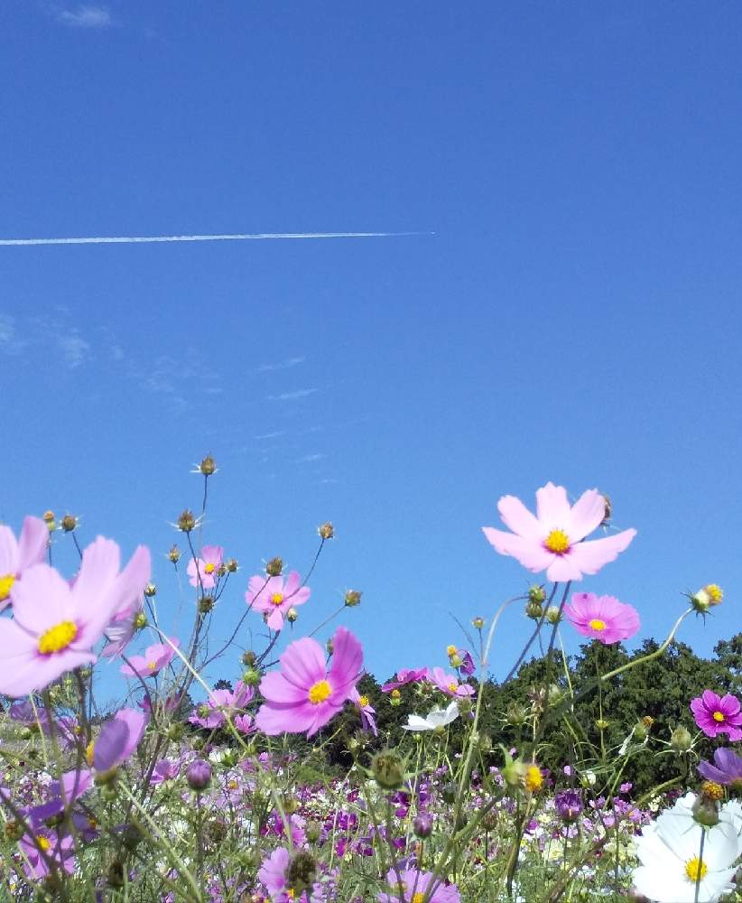 お出かけ先の画像 by harumamaさん | お出かけ先とコスモスと青空と飛行機雲とばーばのガーデニングと慰めと花のある暮らしといやし♪