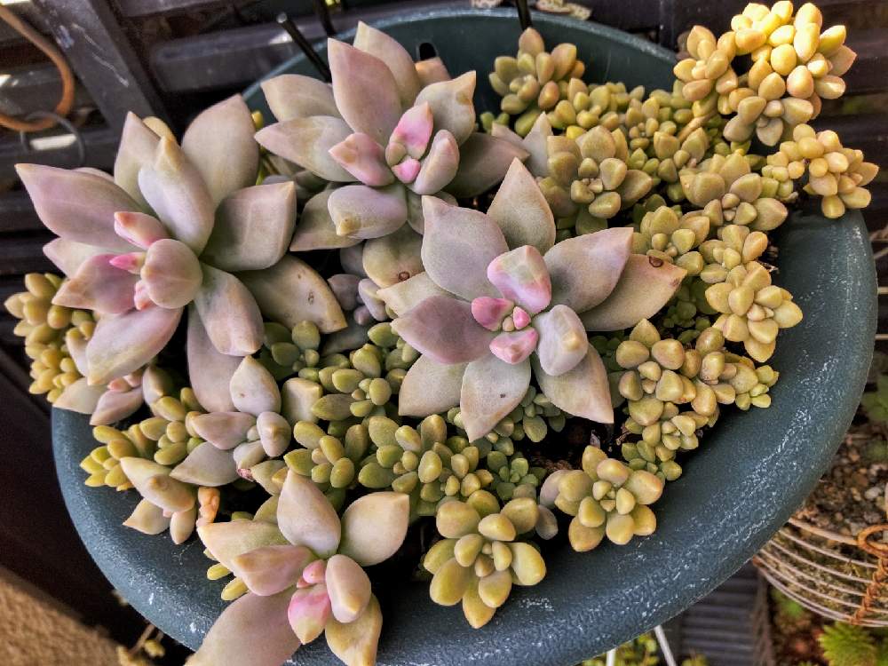 エクステリアの画像 by はははさん | エクステリアと多肉屋敷と多肉植物と観葉植物とグラプトセダム属とグラプトセダムと姫秋麗丼とおうち園芸とお家園芸とパルヴォリバー☆と紅葉多肉と姫秋麗❤︎と多肉群生と群生派