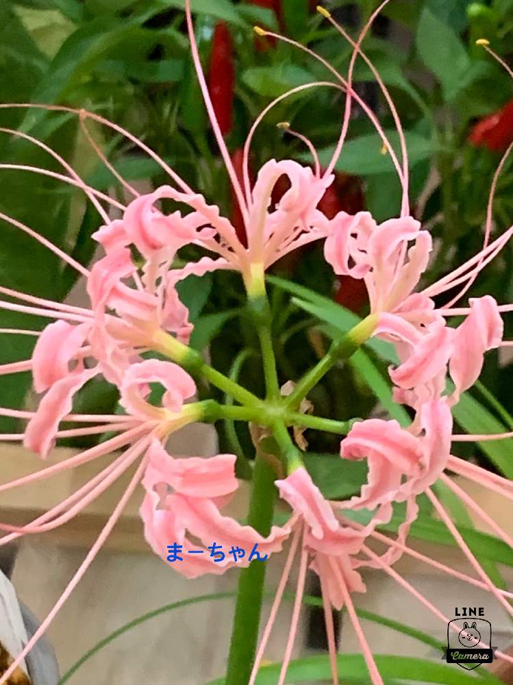 の画像 by まᯇㄘゃƕ さん | ピンクの曼珠沙華と道の駅一向一揆の里と全国にコロナワクチンをとGSの皆さんに感謝とチーム石川とコロナ従事者の方へ感謝
