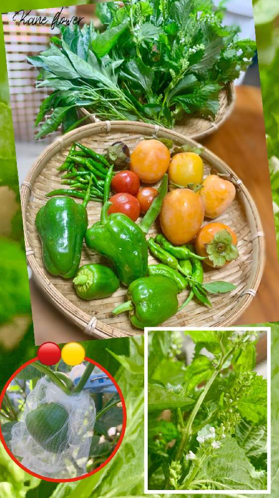 畑の画像 by kane flowerさん | 畑と家庭菜園と埼玉県と自家製野菜と無農薬有機栽培と無農薬 無化学肥料栽培とK.F家庭菜園と2021 K.F 家庭菜園