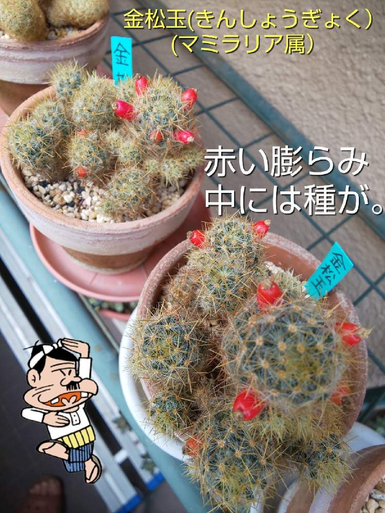 バルコニー/ベランダの画像 by チョウさんさん | バルコニー/ベランダとwow!!!と何でやねん!と勝手気ままにベランダ~とGS映えとGS日和と恋をしましょう!とおうち園芸と植中毒とHappyな気分と食わず嫌い?とタニラーと何となく幸せ!と元気に育ててますよと珍奇植物と花とジジイ!と花のある暮らしとGREEN UP!とバルコニスト
