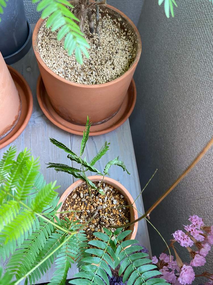 インテリアの画像 by Sarahさん | インテリアとエバーフレッシュとNO GREEN NO LIFEと観葉植物と挿し木と植中毒とインテリアグリーン
