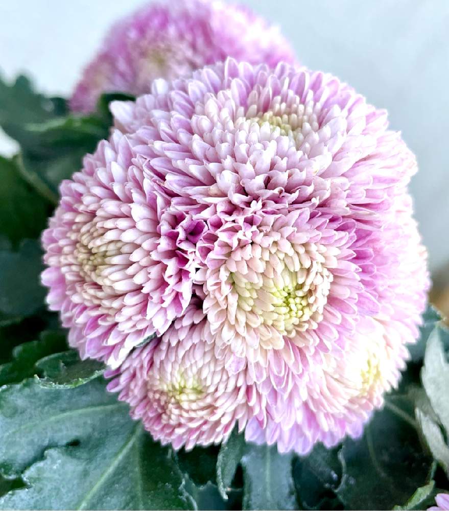 お出かけ先の画像 by ぷくじろうさん | お出かけ先と植物のある暮らしと花のある風景と花壇と植物大好きとおうち園芸とガーデニングとお花のある生活
