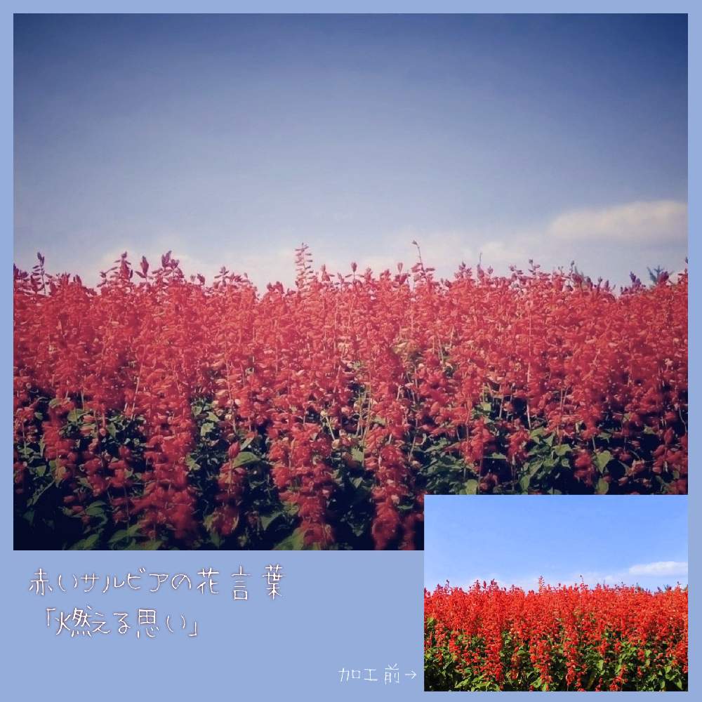 お出かけ先の画像 by 黝-ユウ-(´•௰W)♂コメ遅延さん | お出かけ先とサルビアと花好きバンドマンとお写んぽと今日のお花と赤い花と青空