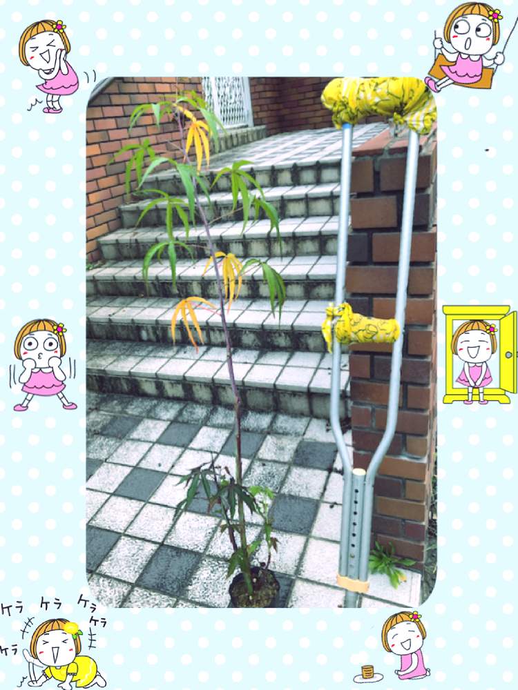 アプローチの画像 by ミ〜❣️さん | アプローチと紅葉葵(もみじあおい)と夢と希望と☆横浜☆ Love ☆とプチサプライズとお顔がこんにちはと明日はいい日になるとビタミン Fと❤️いいね、ありがとうと愉快な仲間達♡とチーム☆YOKOHAMA☆と花のある暮らしとGS皆様ありがとうとはな子とMy diary☆