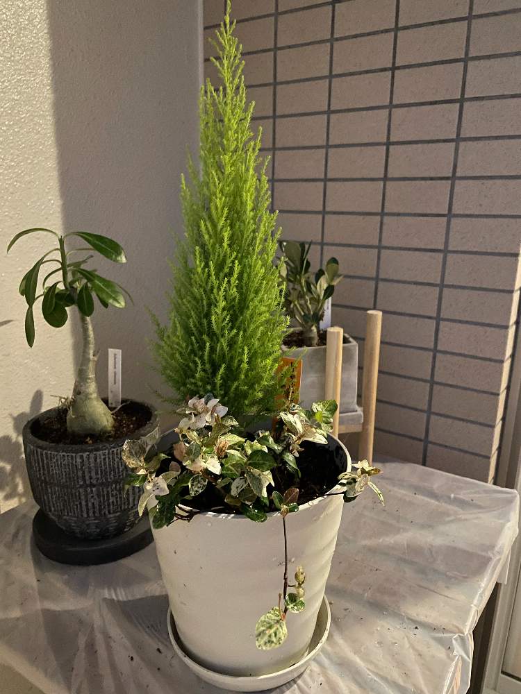 バルコニー/ベランダの画像 by onimeplantsさん | バルコニー/ベランダとゴールドクレストとアデニウム オベスムとハツユキカズラとゴールドクレスト ウィルマと砂漠の薔薇アデニウムアラビカムと大きくなぁれ☆とnew inと寄せ植えと新しい植木鉢と初挑戦と挑戦者と新入りと塊根植物と元気に育ててますよと植木鉢