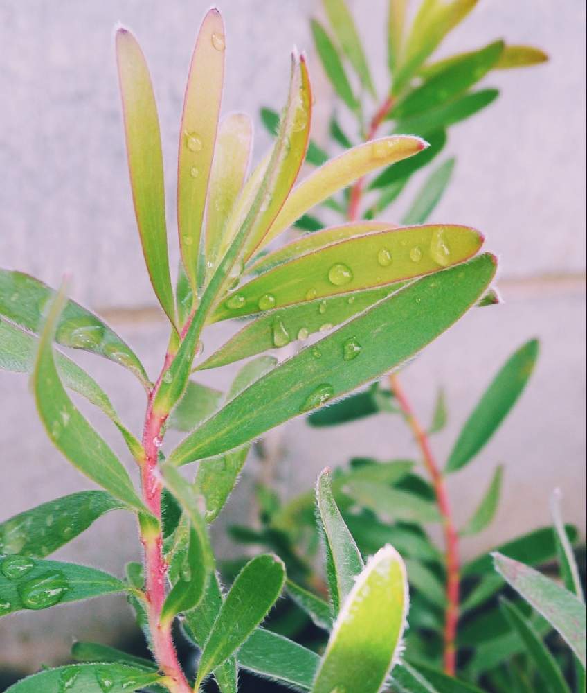 小さな庭の画像 by mimiさん | 小さな庭とリューカデンドロンとLeucadendron 'とみどりのある暮らしと観葉植物とハーブ大好きと多肉大好きとリューカデンドロン・サファリサンセットとお気に入り♡とGSに感謝。と観葉植物がスキと可愛いと元気に育ててますよとGS皆様ありがとうとネイティブフラワーと地植え