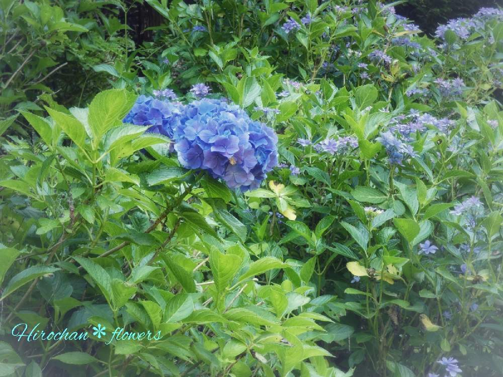 の画像 by Hirochan* flowersさん | 医療・介護の皆様に感謝とトリトンさん…元気な笑顔待ってますと青い小さな花マニアとJuneの会とコロナに負けるな!と山あい散策とアジサイ 紫陽花と水曜日は水色と青い花マニアとチーム・ブルーとお花好きの人と繋がりたいとチーム・ブルーNo.102